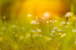 Billede af sommerblomster